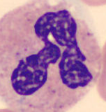 Neutrophil alphabet - A