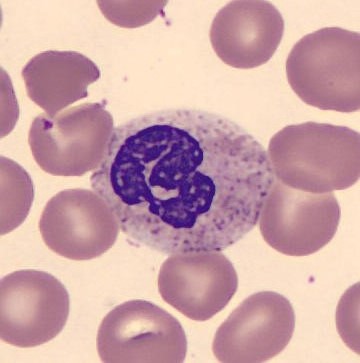 Neutrophil alphabet - B