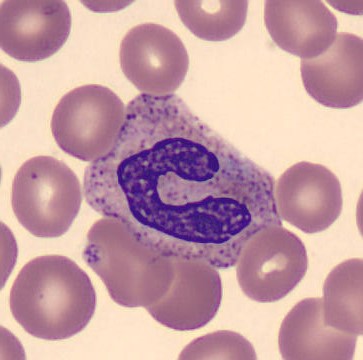 Neutrophil alphabet - C