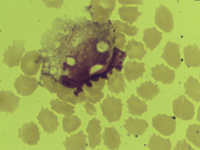 Interesting shape cells - Catfish