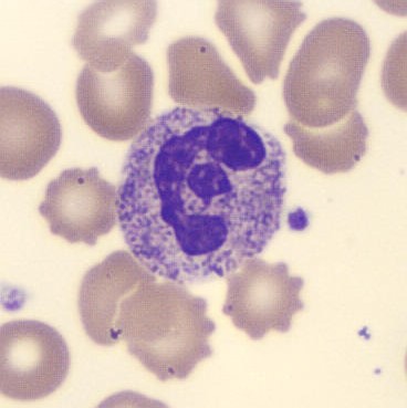 Neutrophil alphabet - E