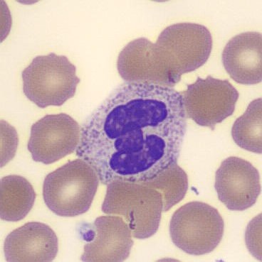 Neutrophil alphabet - H