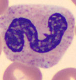 Neutrophil alphabet - N