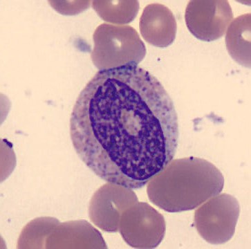 Neutrophil alphabet - O