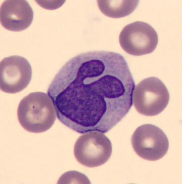 Interesting shape cells - Rabbit
