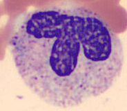 Neutrophil alphabet - T