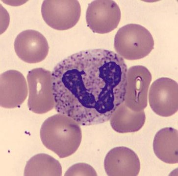 Neutrophil alphabet - V