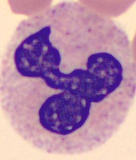 Neutrophil alphabet - Y