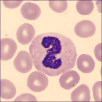 Neutrophil alphabet - Z