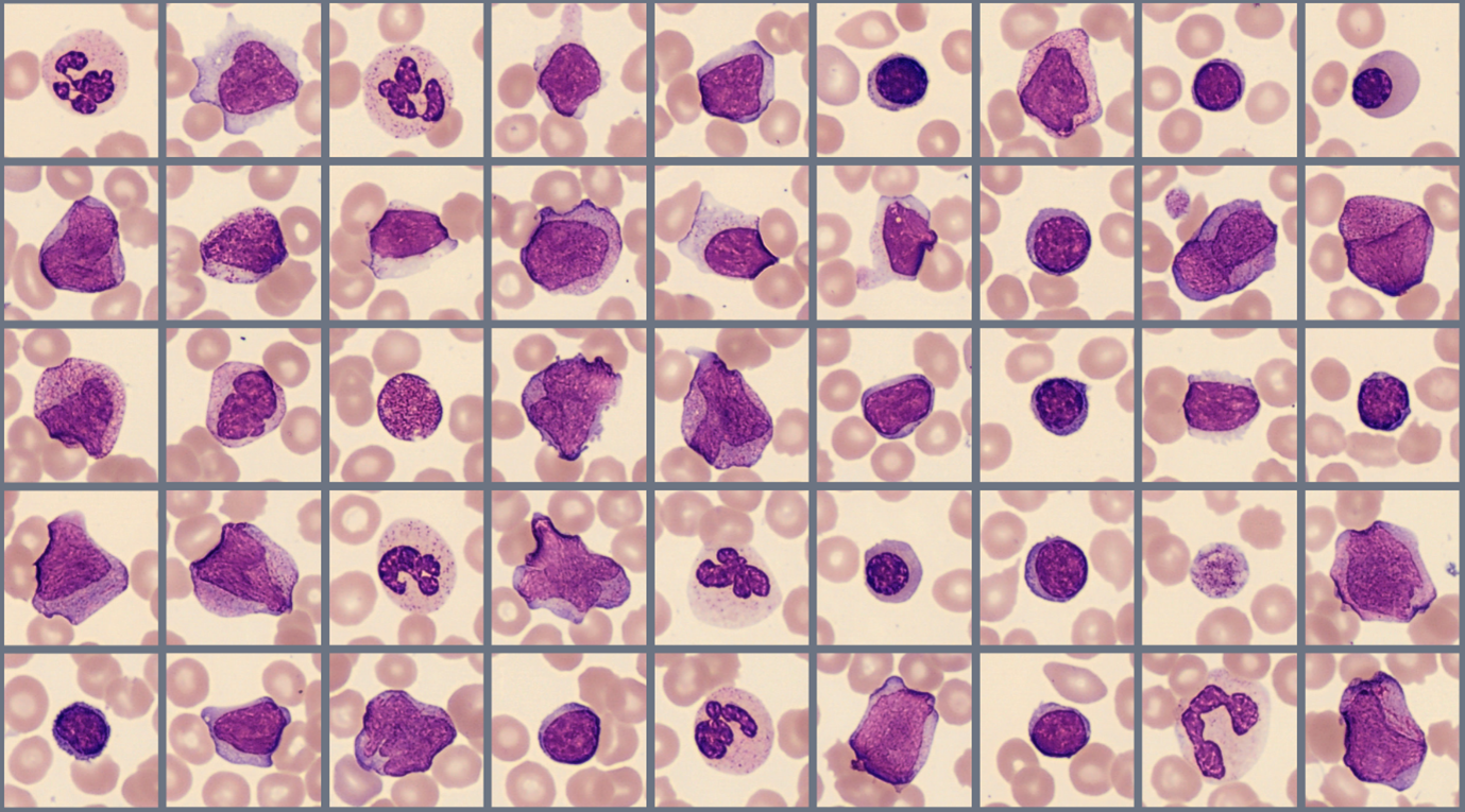 Sample of cells classified in the Global test 2023:2