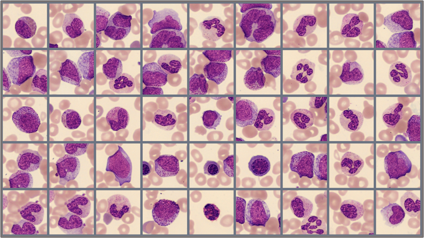 Sample of cells classified in the Global test 2023:4