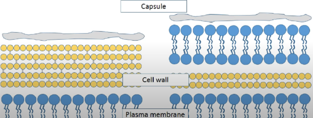 Gram positive and Gram negative illustration