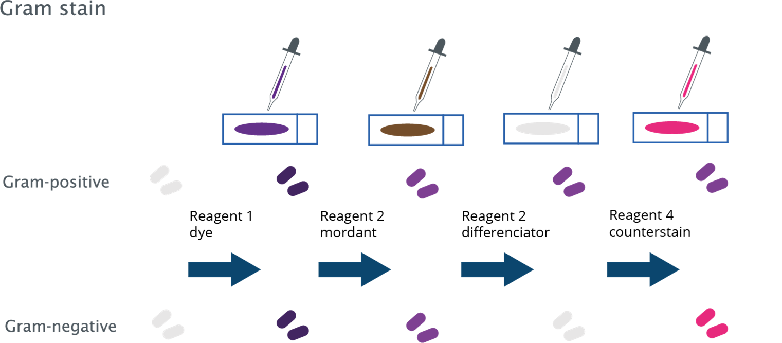 Gram staining steps