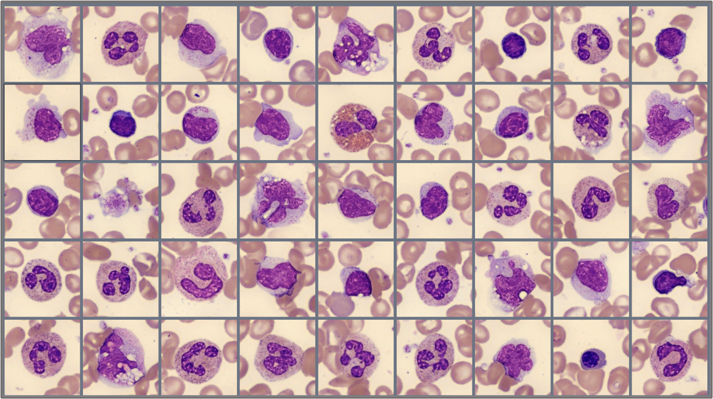 Sample of cells classified in the Global test 2024:1