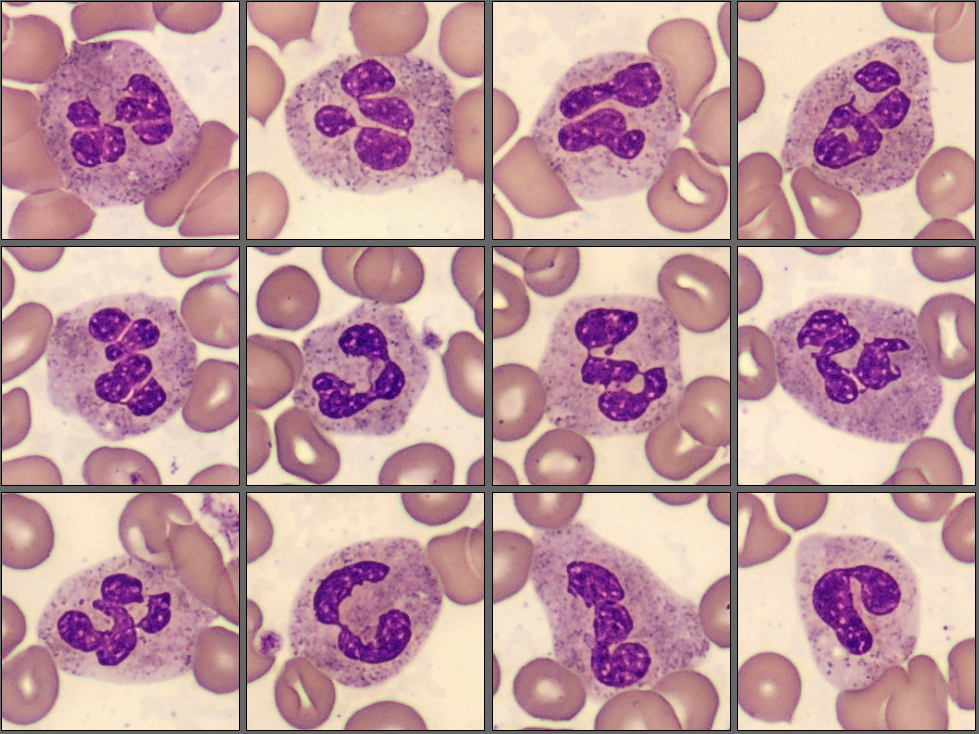 Neutrophils from the monthly cell challenge May 2025