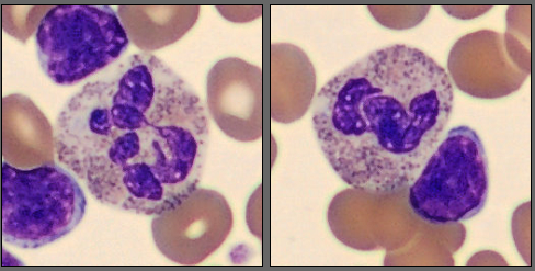 Neutrophils from the monthly cell challenge may 2025