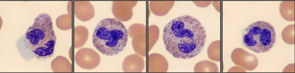 Neutrophils from the monthly cell challenge June 2025