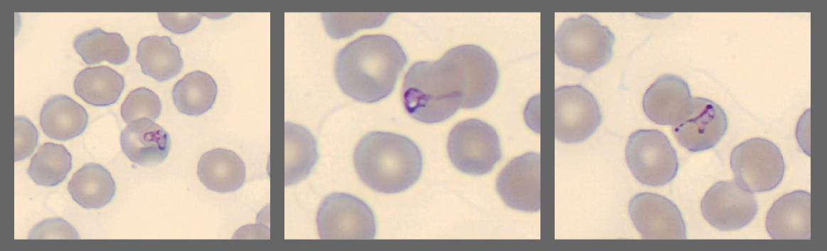 Cells from the Monthly cell challenge August 2025