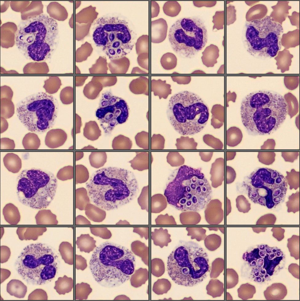 Neutrophils from the monthly cell challenge July 2025