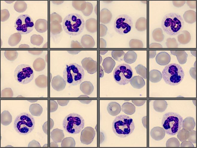 Neutrophils from the monthly cell challenge August 2025