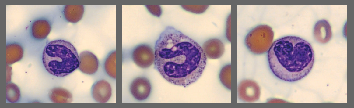 Cells from the Monthly cell challenge September 2025