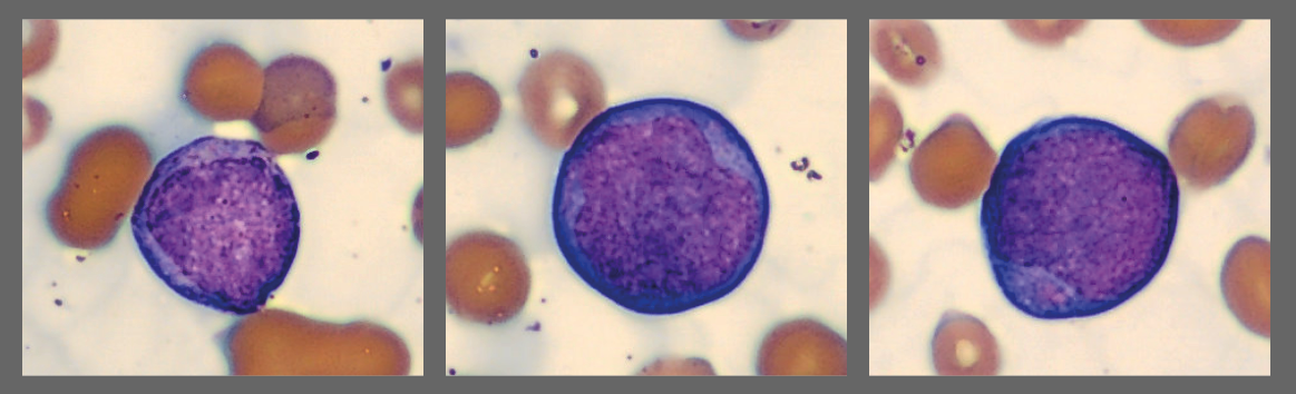Cells from the Monthly cell challenge September 2025