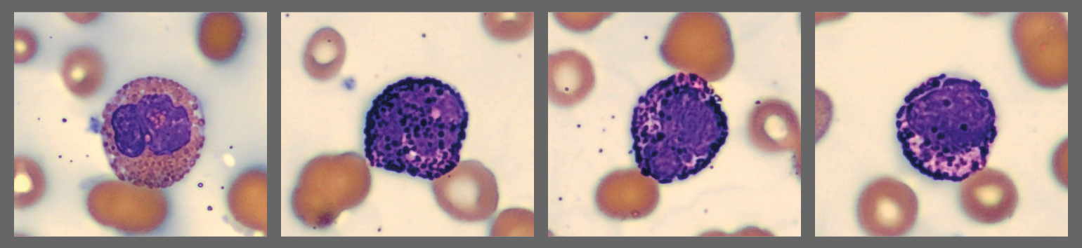 Cells from the Monthly cell challenge September 2025