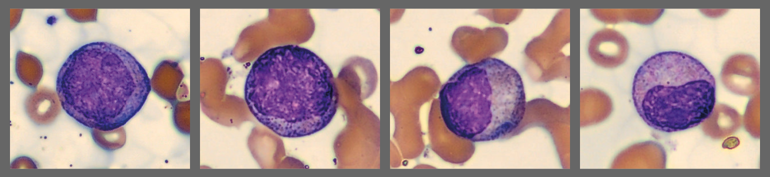 Cells from the Monthly cell challenge September 2025