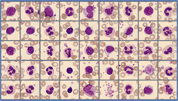 Sample of cells classified in the Global test 2025:3