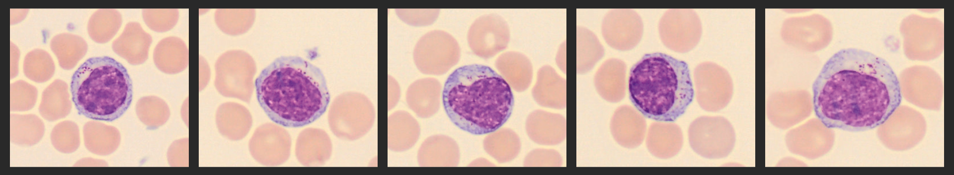 Cells from the Monthly cell challenge November 2025