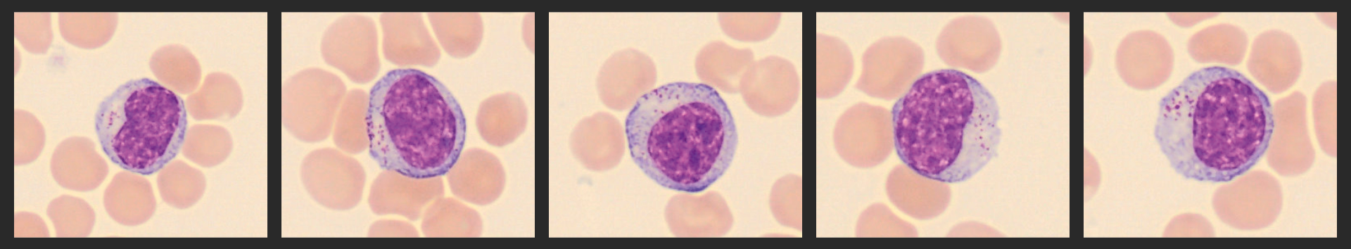 Cells from the Monthly cell challenge November 2025