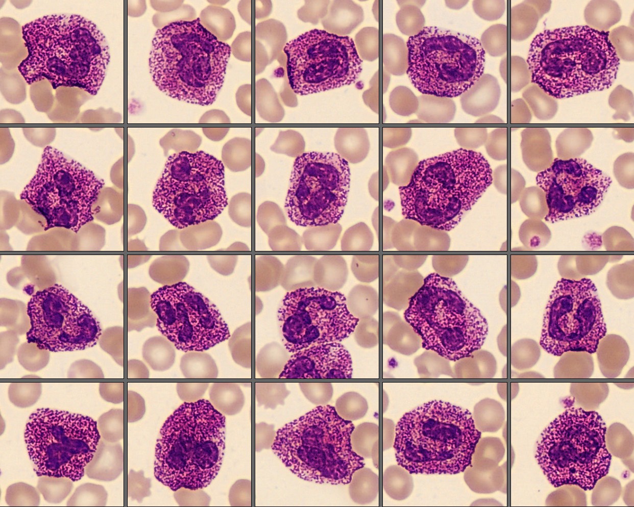 Neutrophils from the monthly cell challenge December 2025