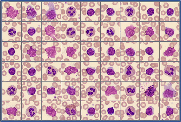 Sample of cells Global Test 2025:4