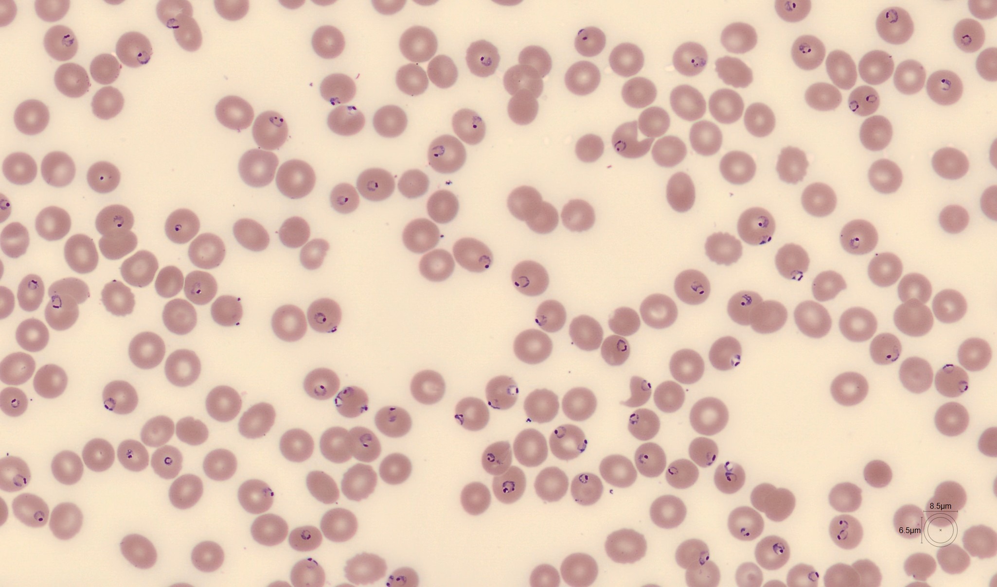 RBC Monthly Cell Challenge February 2026