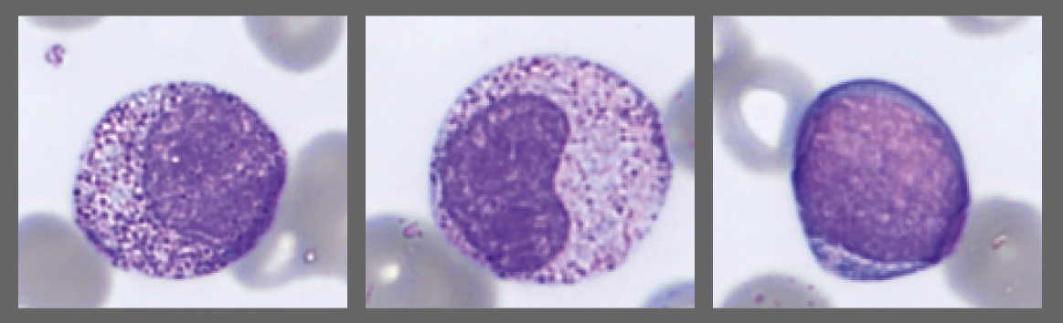 Monthly Cell Challenge #3 2026 cells