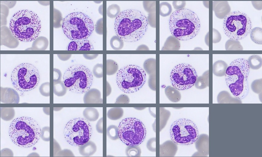 Monthly Cell Challenge #3 2026 Band