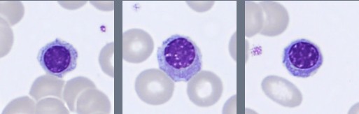 Monthly Cell Challenge #3 2026 NRBC