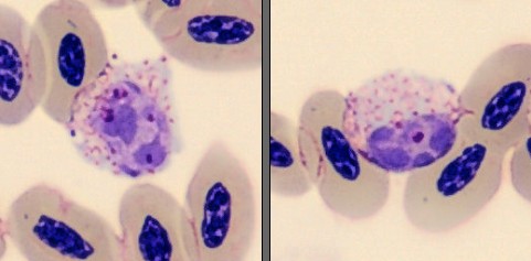 Basophils from Monthly Cell Challenge June 2026