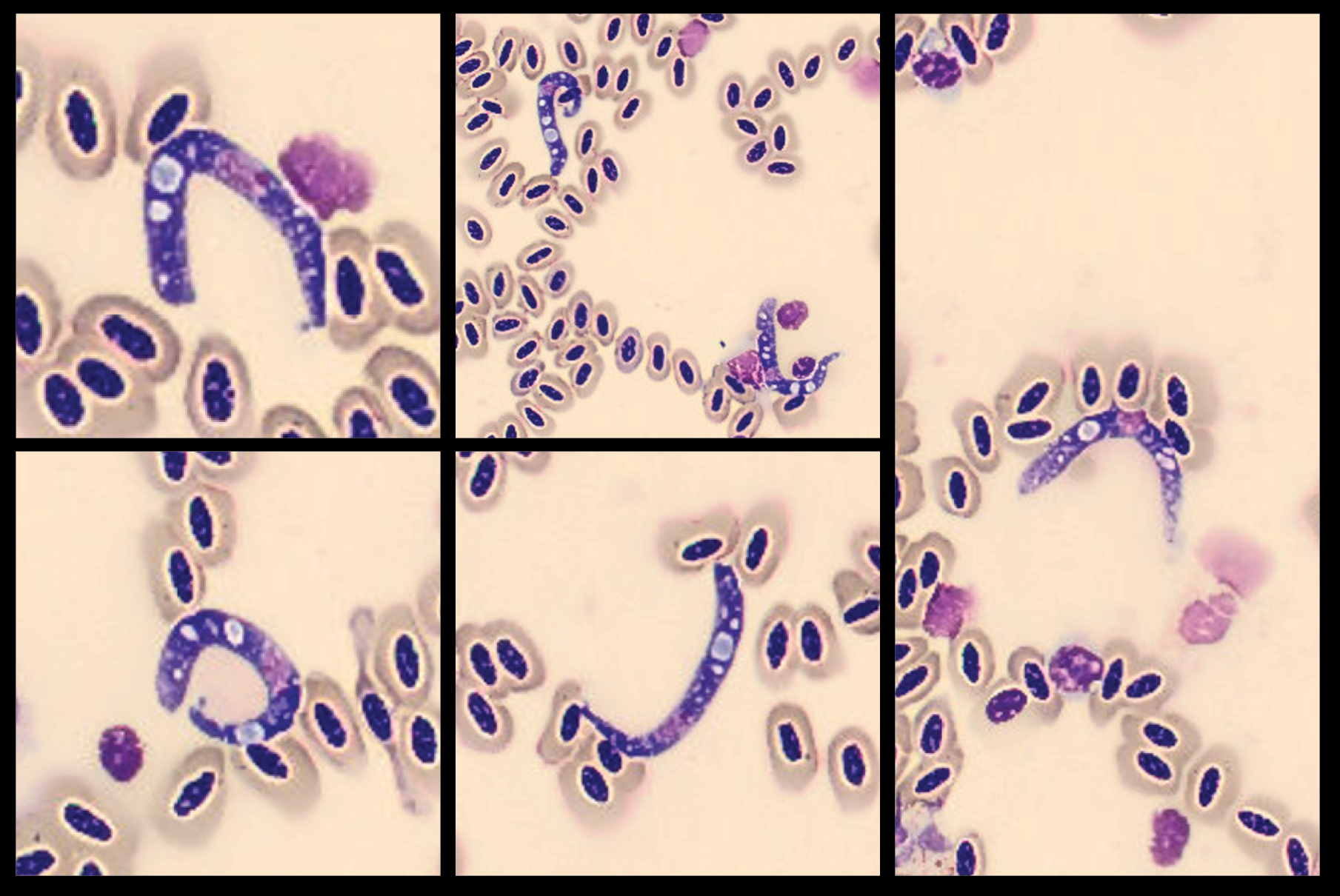 Parasites Monthly Cell Challenge June 2026