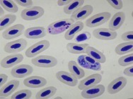 Monthly Cell Challenge June 2026