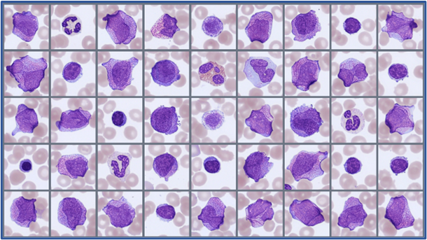 Sample of cells classified in the Global Test 2026:2 