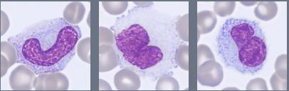 Digital blood cell images