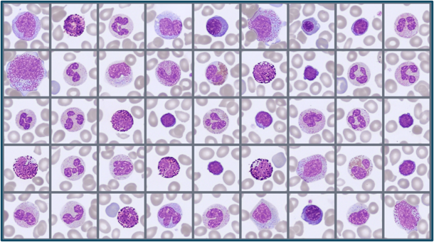Sample of cells classified in the Global test 2026:2