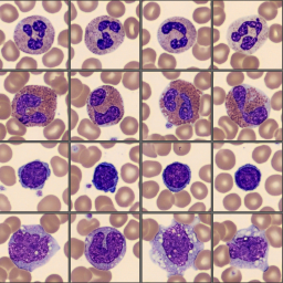 Monthly cell challenge 2025 01 - cell classes