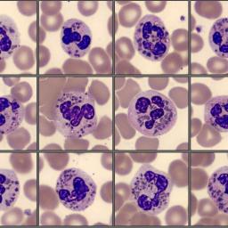 Cells from the Monthly cell challenge February 2025