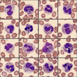 Neutrophils from the monthly cell challenge July 2025
