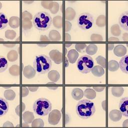 Neutrophils from the monthly cell challenge August 2025