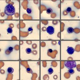 NRBC Monthly Cell Challenge September 2025
