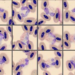 Heterophils from Monthly Cell Challenge June 2026