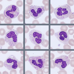 Digital blood cells image